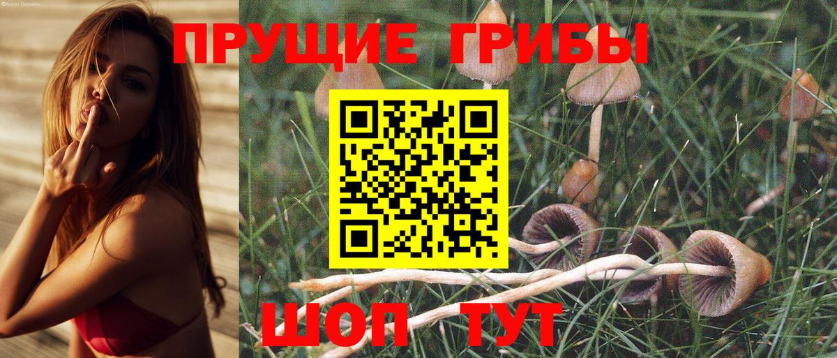 купить закладку  Галлюциногенные грибы Magic Shrooms  Вход с VPN  Среднеуральск 